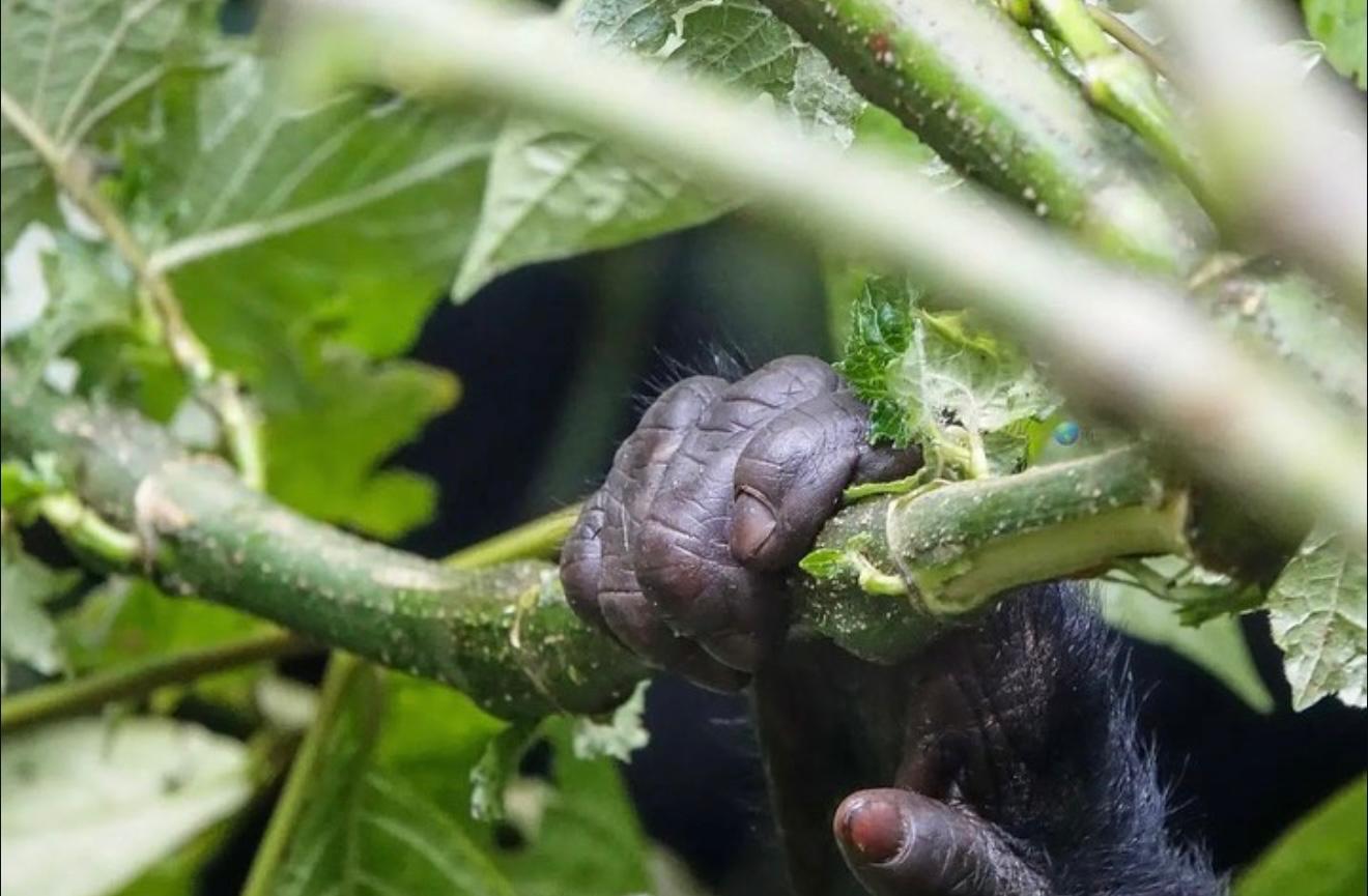 Uganda Wildlife and Primate Safari
